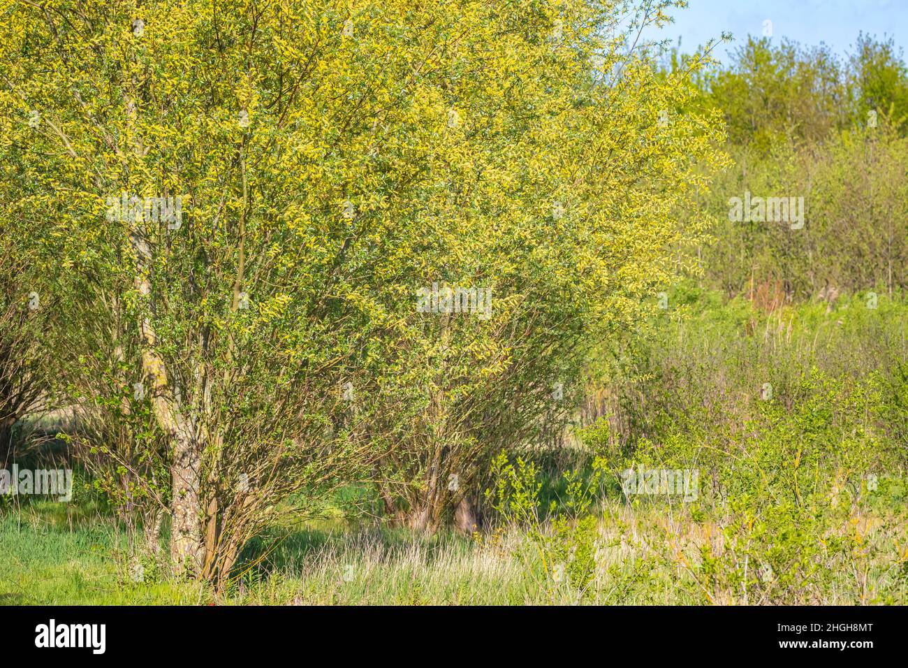 Salix alba, Weidenbaum im Frühling, Pollen und Kätzchen in der Nähe. Stockfoto