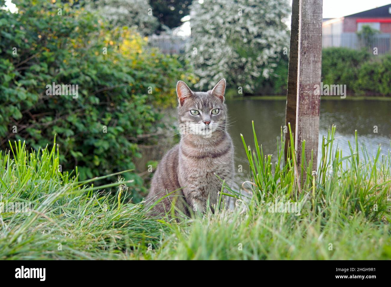 Kurzhaarige Tabby-Katze mit grünen Augen, die im langen Gras mit unschärfem natürlichen Hintergrund sitzt Stockfoto