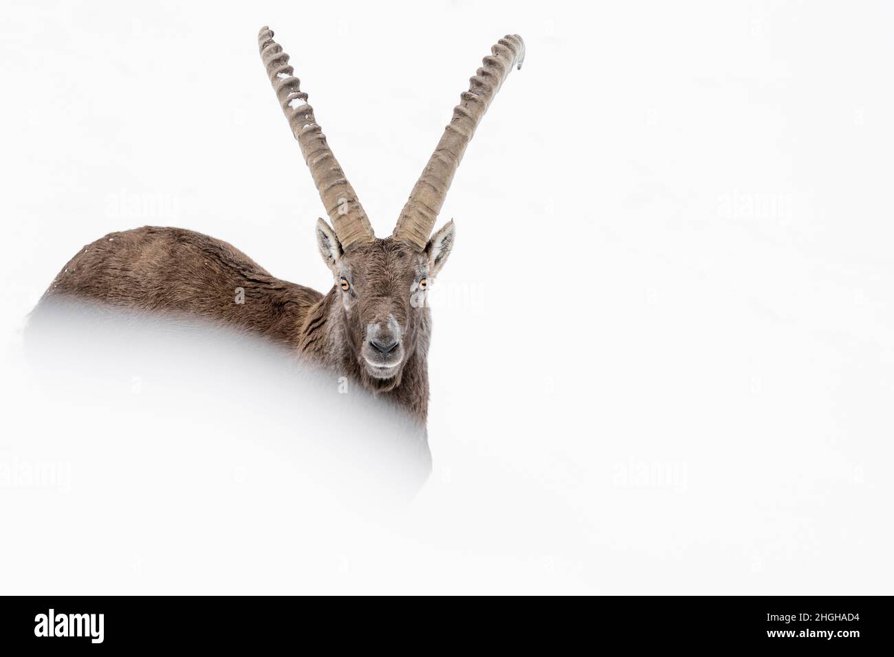 Porträt des Steinbockes, der von Schnee umhüllt ist (Capra ibex) Stockfoto