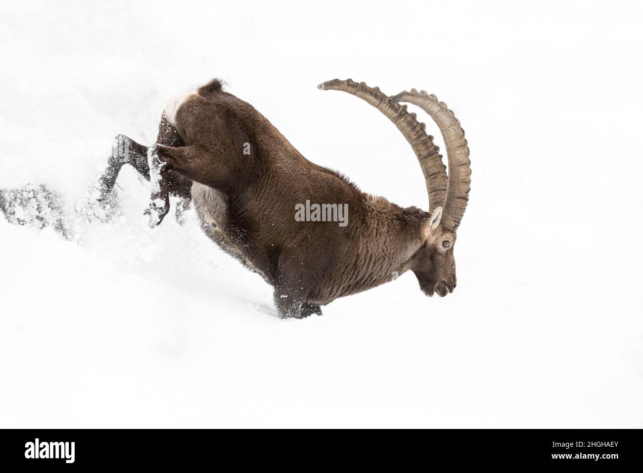 Steinbock auf Schnee laufen (Capra ibex) Stockfoto