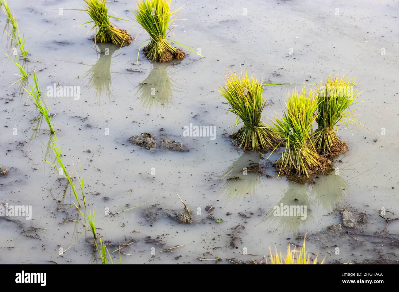 Im schlammigen Reisfeld junge Reispflanzen Pflanzen Stockfoto