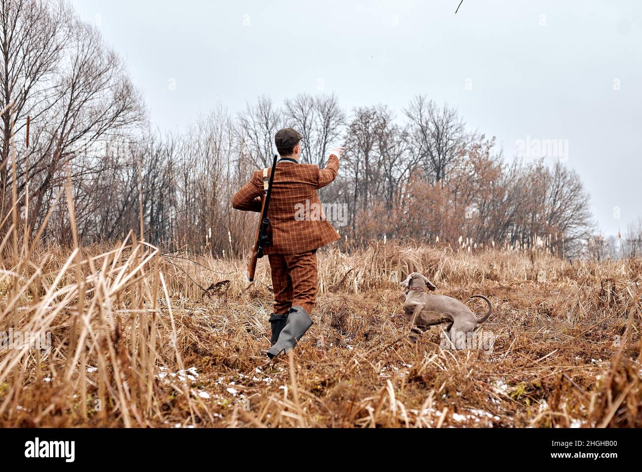 Aufmerksamer grauer Jagdhund führt Besitzer Mann zur Seite, leitet. In der Natur auf dem Land, ländlicher Ort. kaukasischer Mann mit Gewehr nach dem Hund, profe Stockfoto