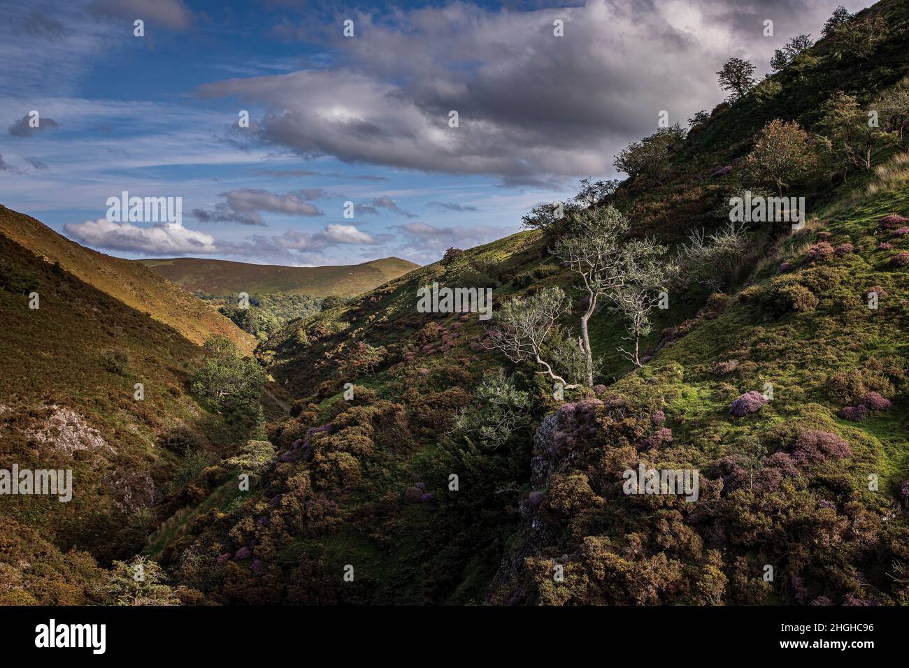 Ashes Hollow, The Long Mynd, AONB, Shropshire Hills, England. Stockfoto