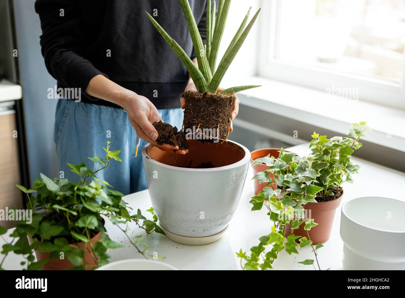 Frau, die zu Hause eine Zimmerpflanze in einen neuen Keramiktopf umpflanzt Stockfoto