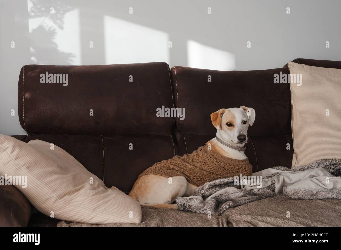 Porträt eines erwachsenen Hundes, der sich zu Hause in einem braunen Pullover ausruhen kann Stockfoto