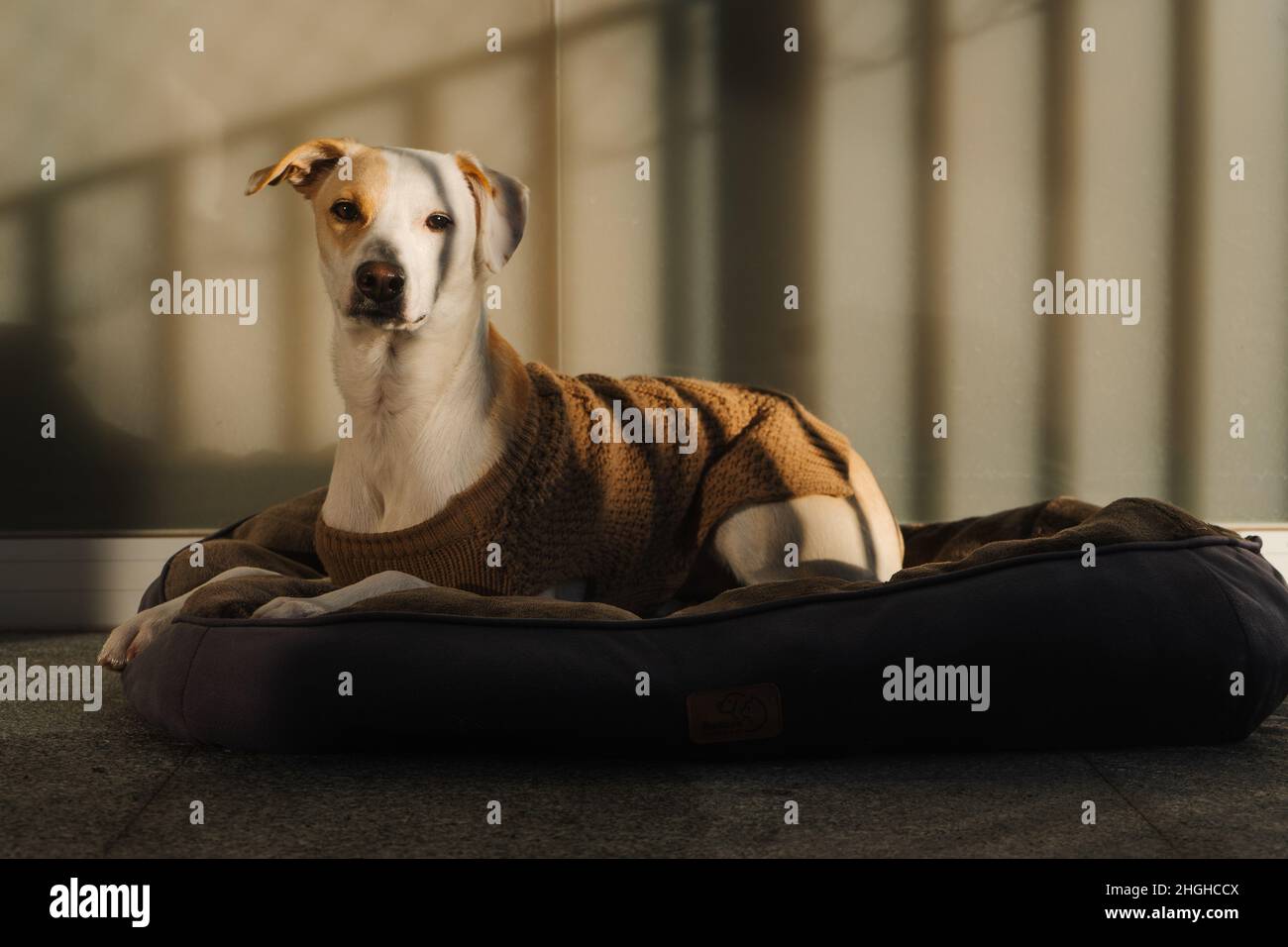 Porträt eines erwachsenen Hundes, der sich zu Hause in einem braunen Pullover ausruhen kann Stockfoto