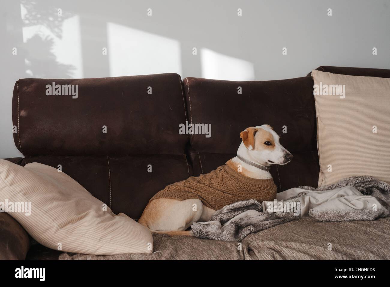 Porträt eines erwachsenen Hundes, der sich zu Hause in einem braunen Pullover ausruhen kann Stockfoto