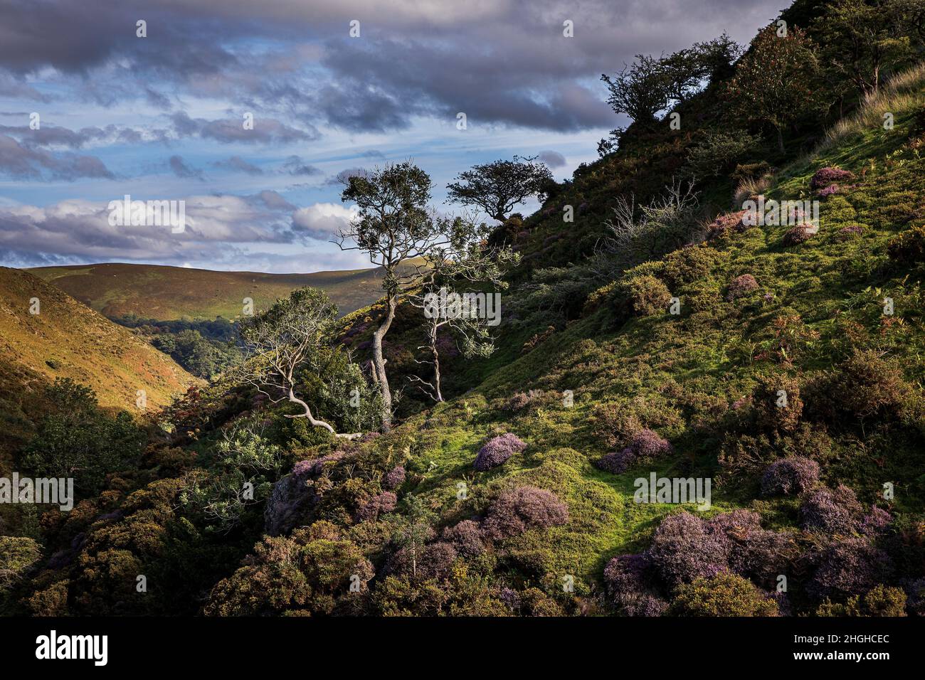 Ashes Hollow, The Long Mynd, AONB, Shropshire Hills, England. Stockfoto