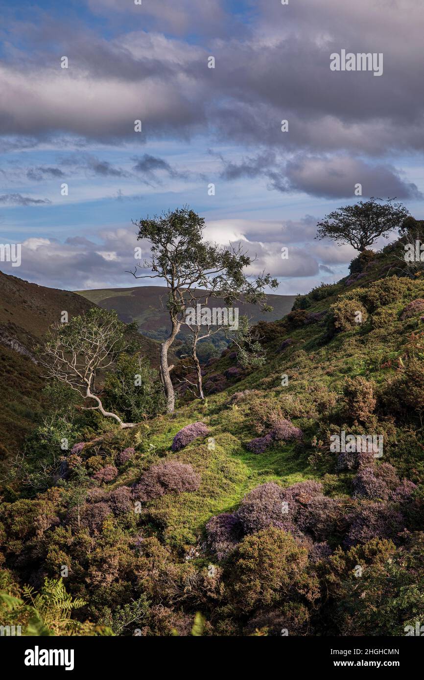 Ashes Hollow, The Long Mynd, AONB, Shropshire Hills, England. Stockfoto