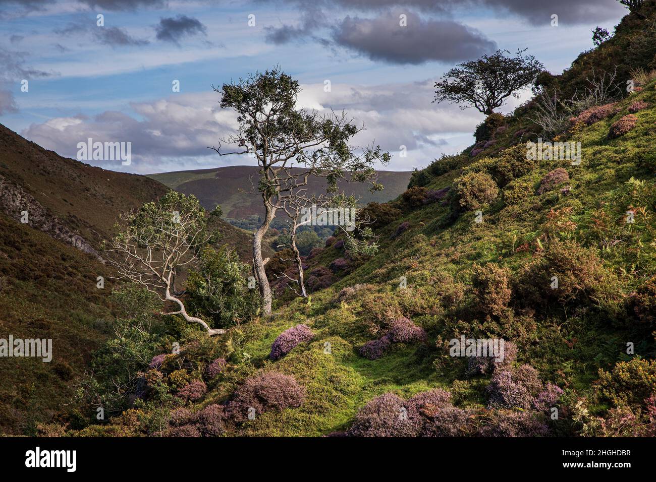 Ashes Hollow, The Long Mynd, AONB, Shropshire Hills, England. Stockfoto