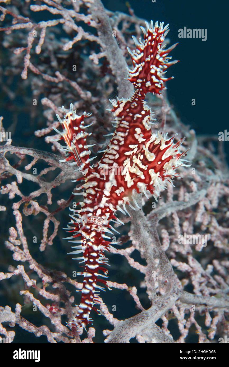 Geisterpfeifenfisch , Solenostomus paradoxus , Philippinen Stockfoto