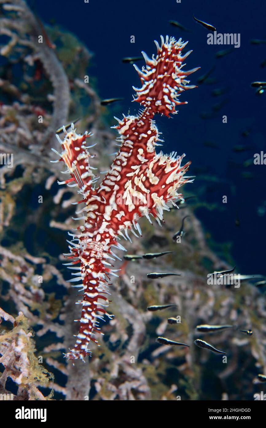 Geisterpfeifenfisch , Solenostomus paradoxus , Philippinen Stockfoto