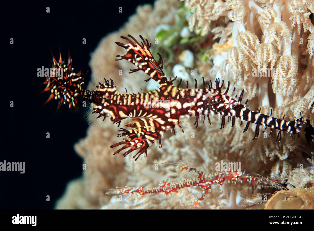 Geisterpfeifenfisch , Solenostomus paradoxus , Philippinen Stockfoto