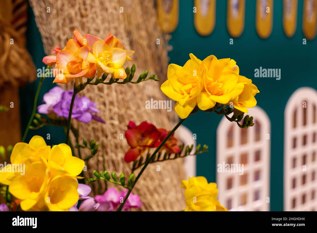 Frische gelbe, rote und lila Freesie Blumen Urlaub Hintergrund Stockfoto