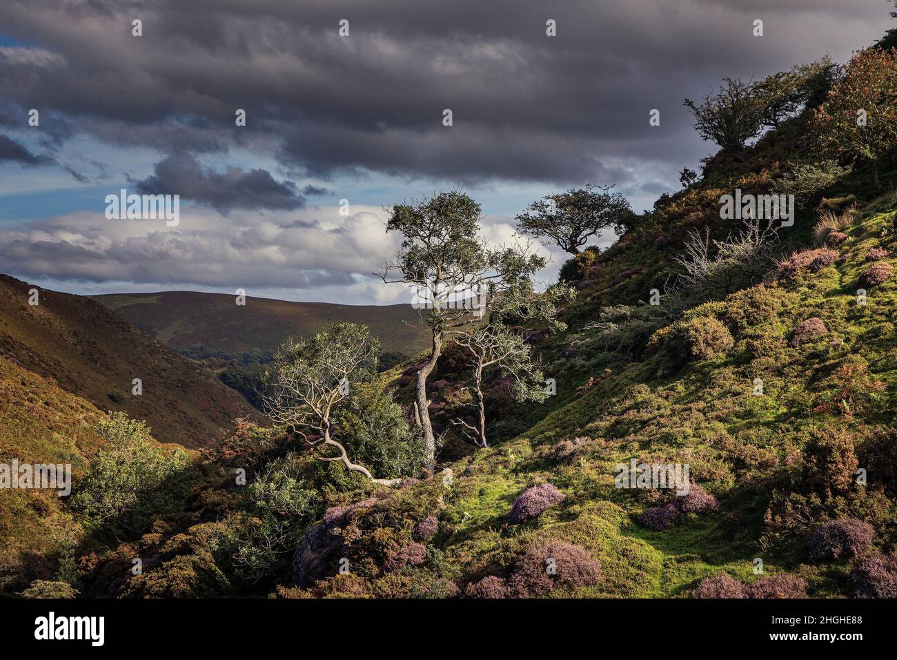 Ashes Hollow, The Long Mynd, AONB, Shropshire Hills, England. Stockfoto