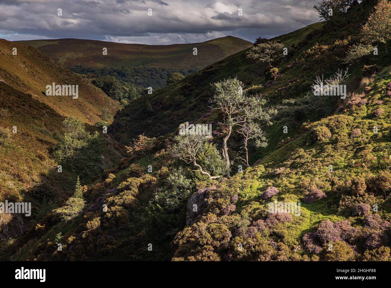 Ashes Hollow, The Long Mynd, AONB, Shropshire Hills, England. Stockfoto