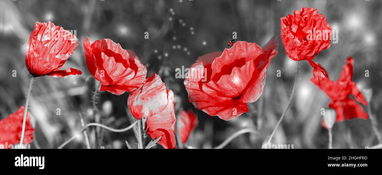 Verträumte Mohnblumen blühen, Gras, Marienkäfer Nahaufnahme Panorama. Schwarz und Rot. Makro mit Softfokus. Blumenmuster im Frühling. Zarte, reizende Romanti Stockfoto