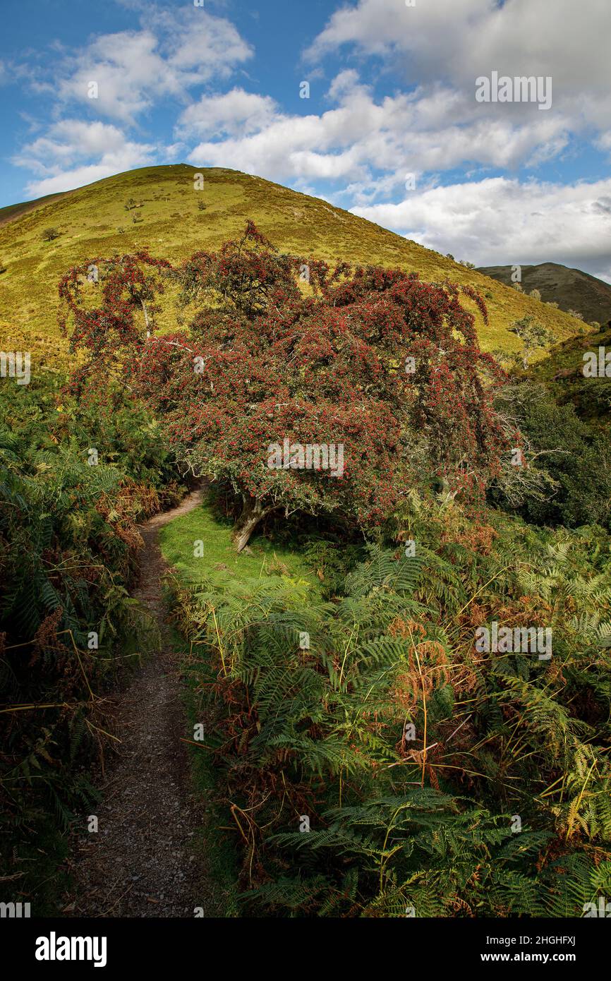 Ashes Hollow, The Long Mynd, AONB, Shropshire Hills, England. Stockfoto