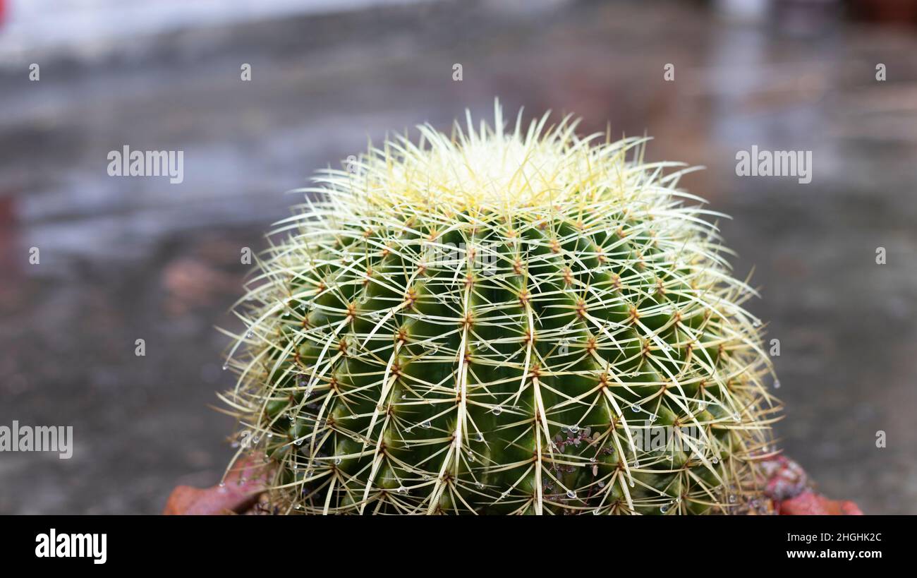 Der Kissen-Kaktus der Schwiegermutter Stockfoto