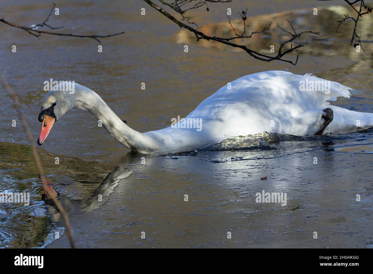 Mute Schwan (Sygnus olor) bricht durch Eis auf See große weiße Wildvögel Feuchtgebiet Vogel. Orange Bill schwarze Spitze und Basis mit Knopf langen Hals Stockfoto