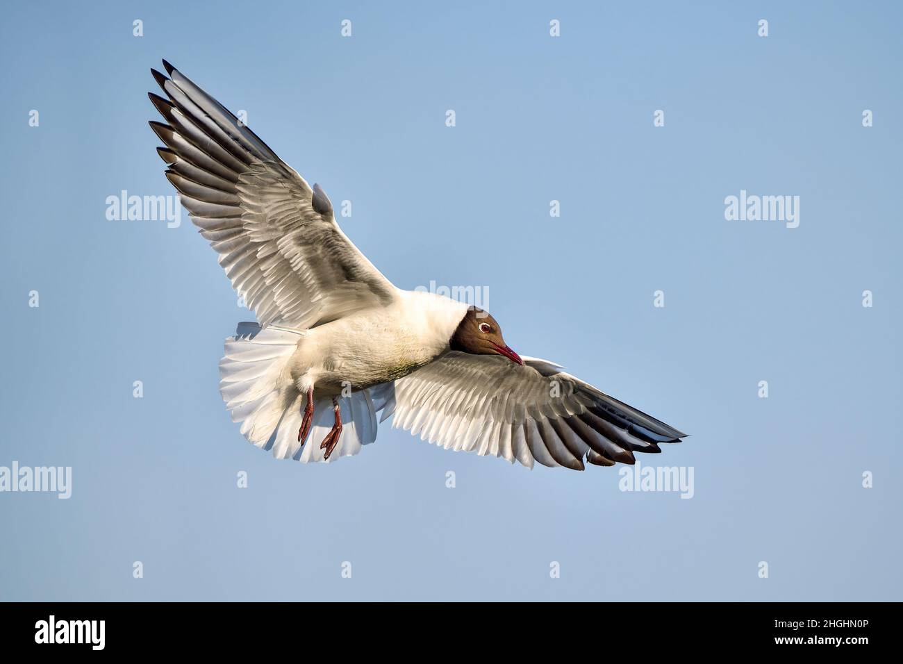 Lachmöwe Stockfoto