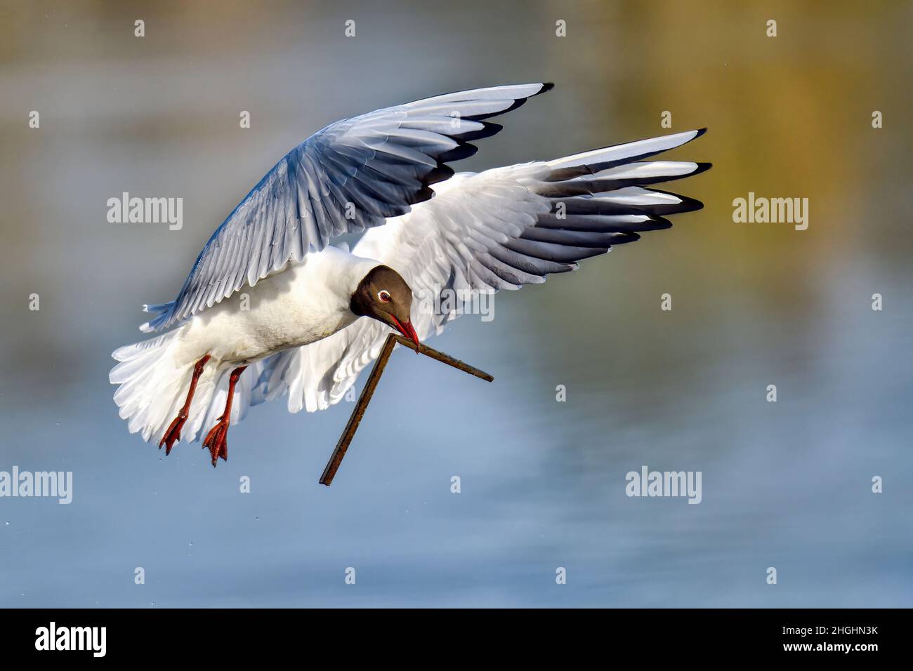 Lachmöwe; Feder schreitet voran und es ist an der Zeit, beginnen Sie mit der Vorbereitung Nest. Stockfoto