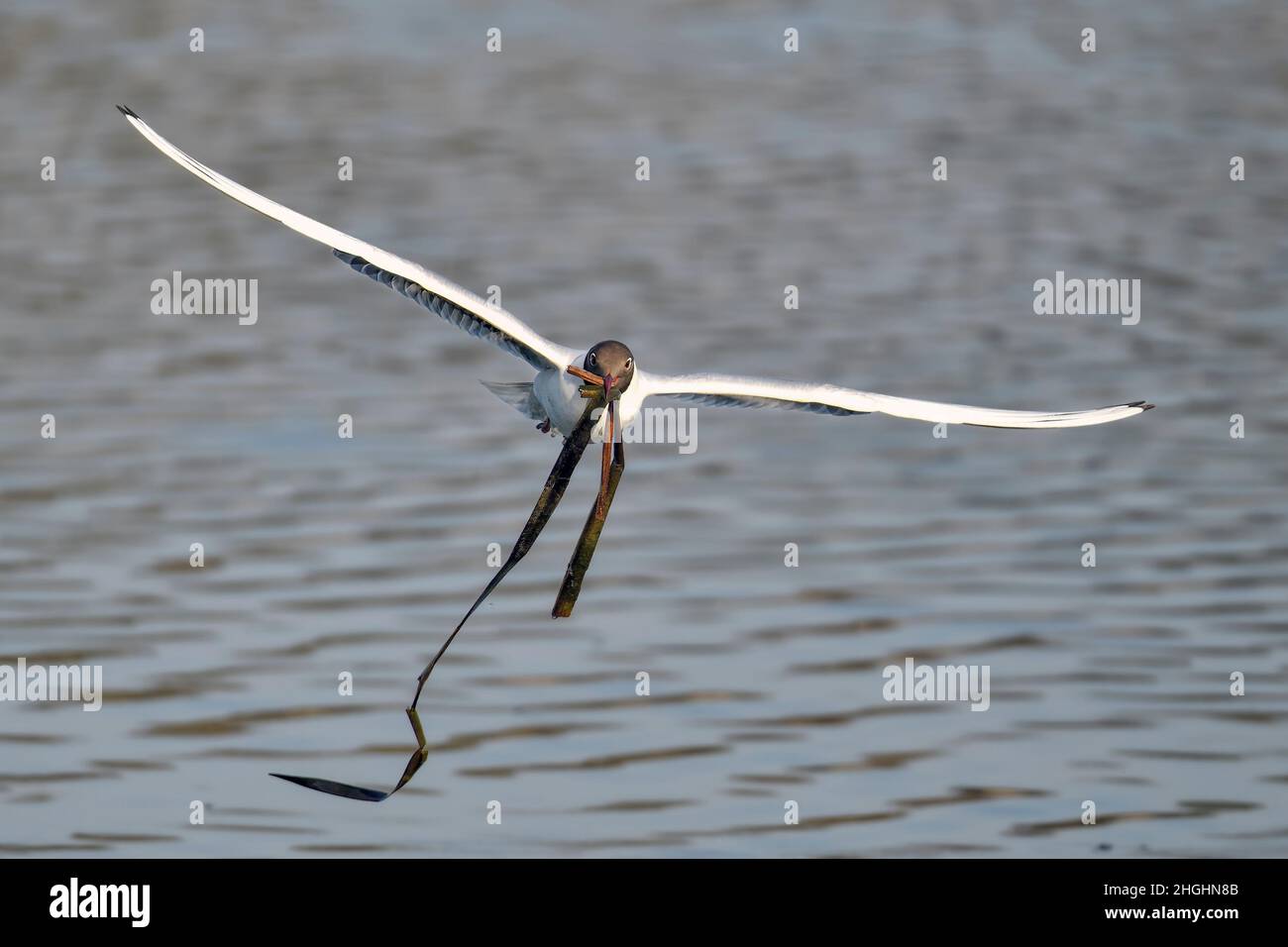 Lachmöwe; Feder schreitet voran und es ist an der Zeit, beginnen Sie mit der Vorbereitung Nest. Stockfoto