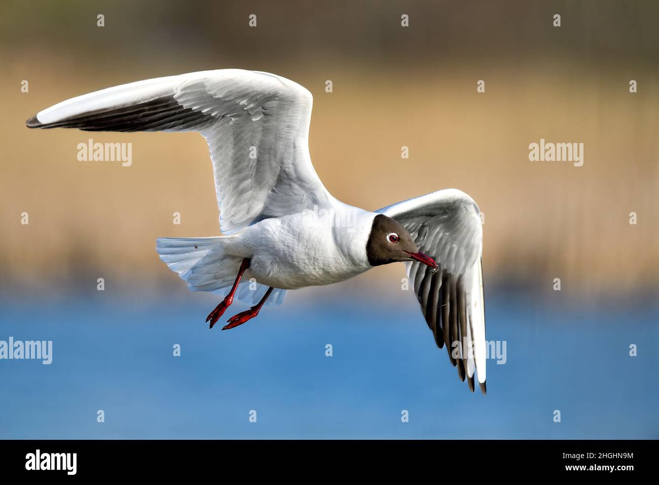 Lachmöwe Stockfoto