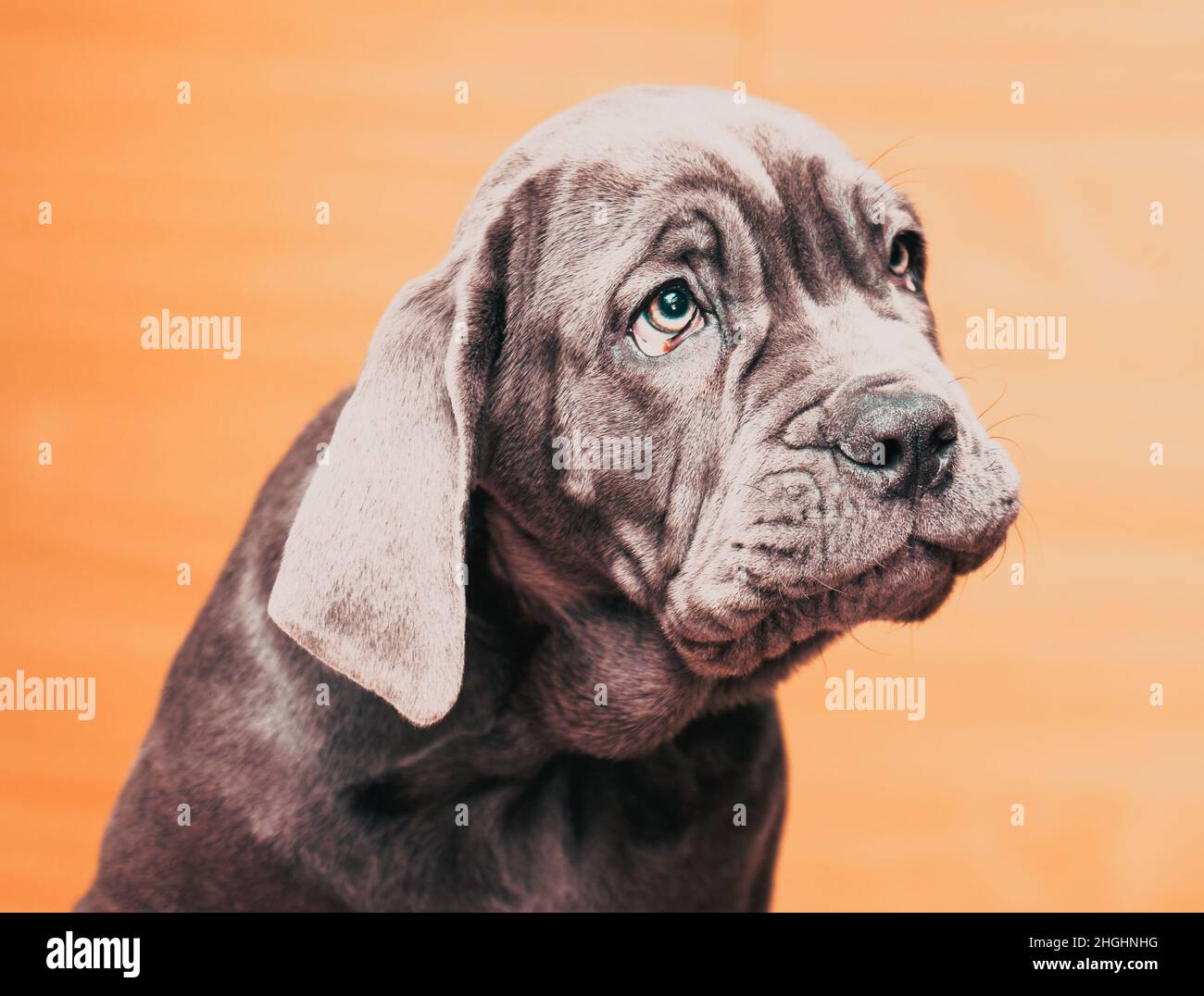 Portrait von niedlichen neapolitanischen Mastiff Welpen Stockfoto