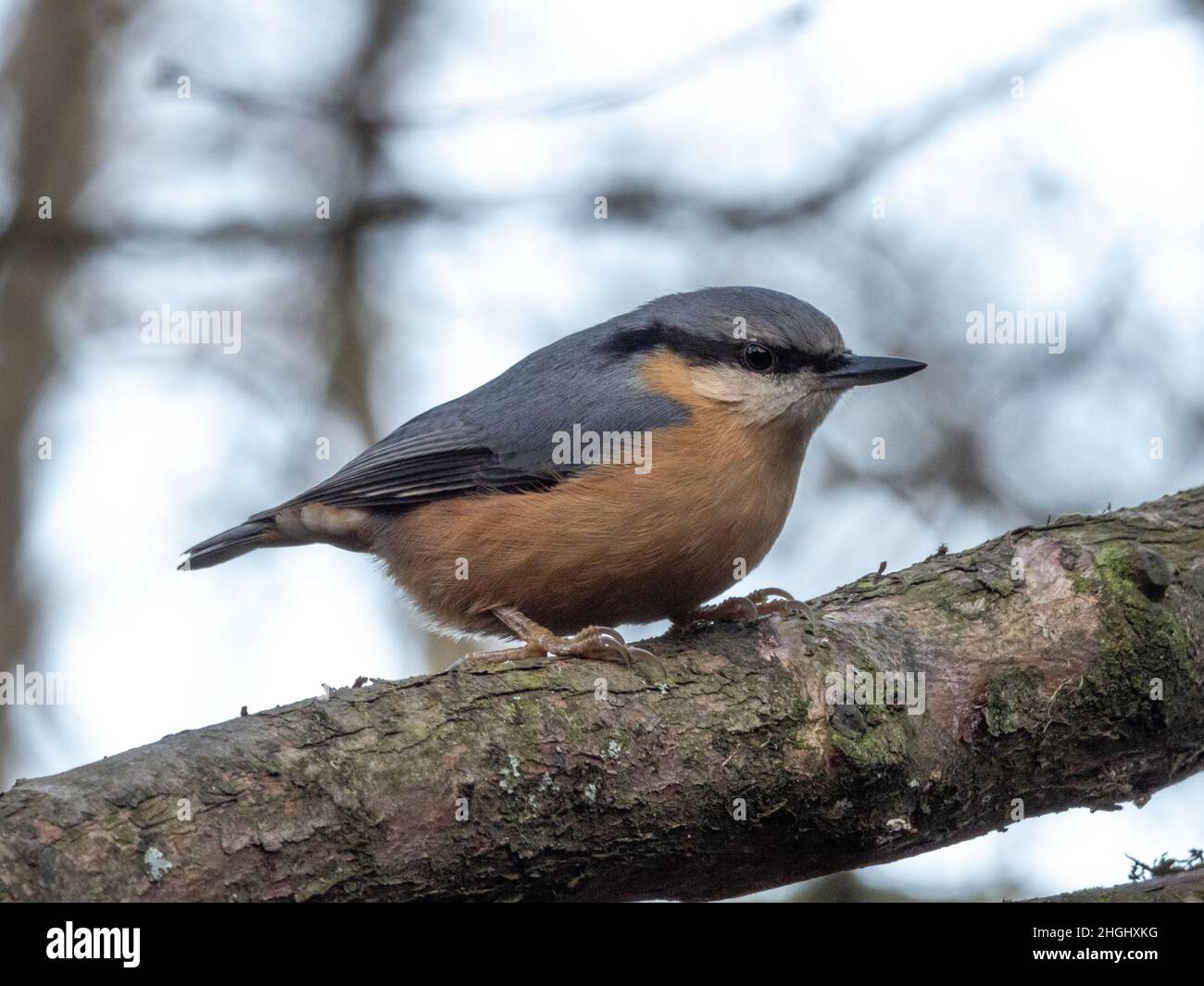 Strohhalm im Baum Rozelle Park Ayr, Schottland an einem Wintertag. Stockfoto