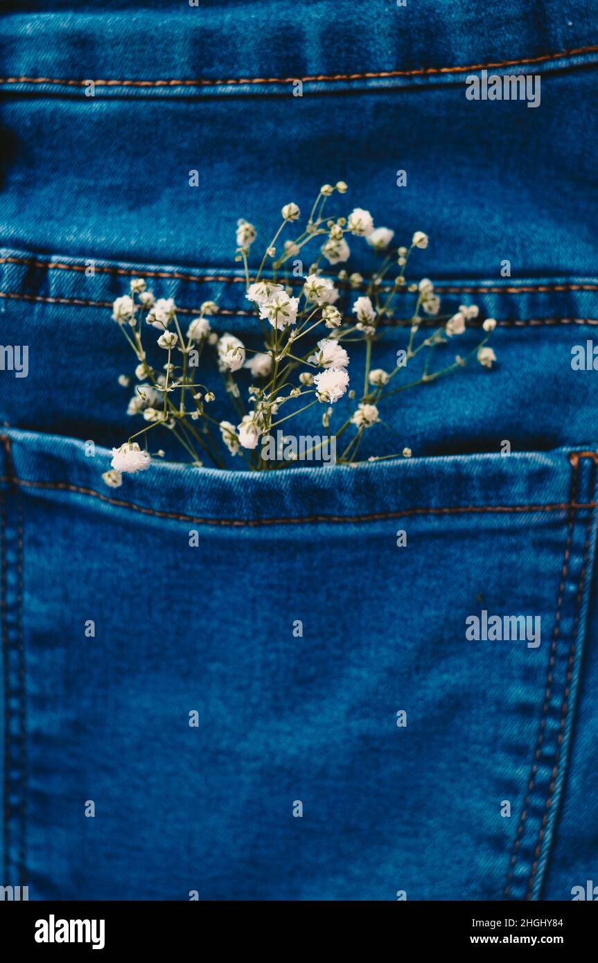 Hypsophila in blauer Jeans-Tasche Kopierraum Stockfoto