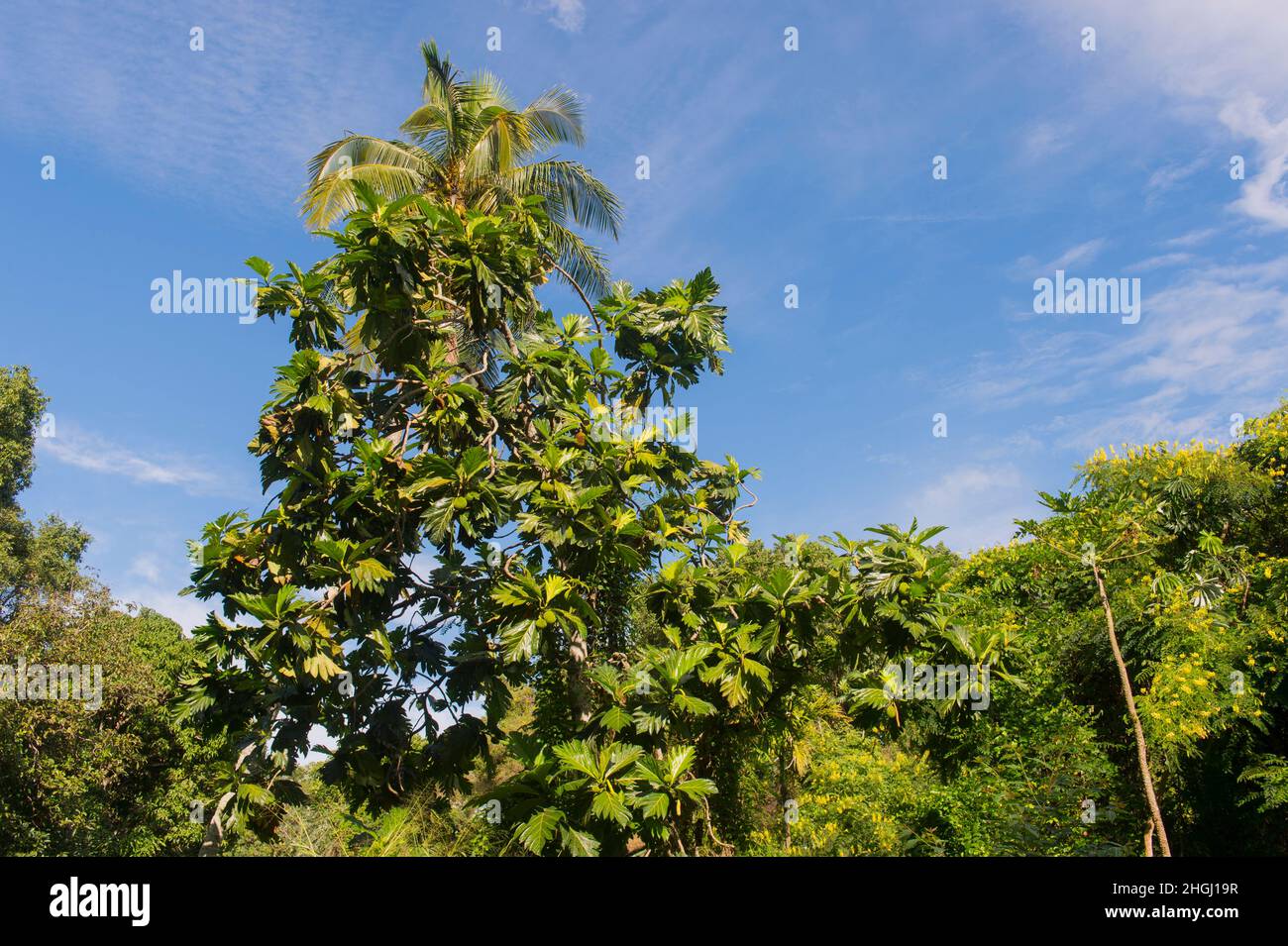Ein Brotfruchtbaum (Artocarpus altilis), der auf den pazifischen Inseln entlang des Mokolea Point Trail in der Nähe von Kilauea, Kauai, Hawaii, USA, beheimatet ist. Stockfoto