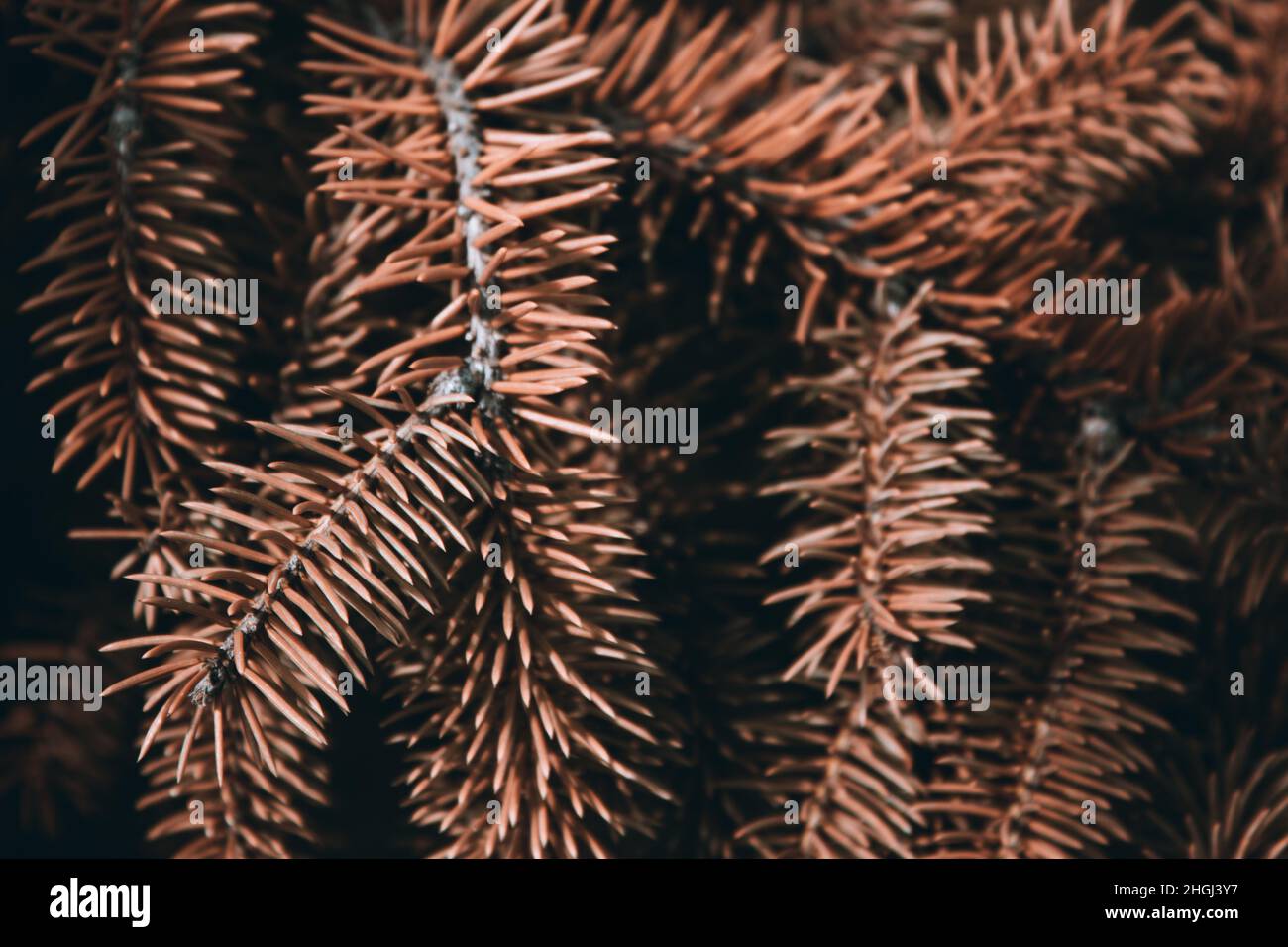 Stachelige Zweige von Kiefer oder Fichte, Tanne. Flauschige braune Nadelfilzaufnahme auf dem Hintergrund. Sepia floralen Hintergrund für Design, soziale Netzwerke. Stockfoto