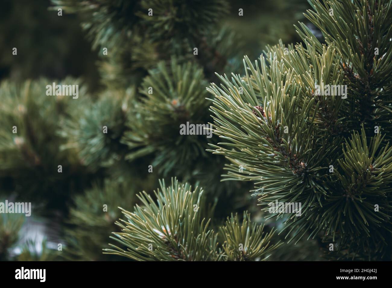 Flauschige grün-braune Nadelfilzaufnahme auf einem Hintergrund. Lange Kiefernnadeln. Flauschige stachelige Kiefernzweige. Horizontal floralen Hintergrund . Stockfoto