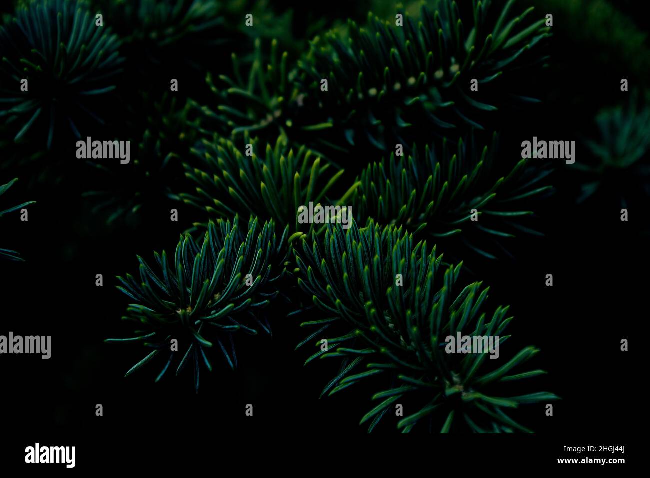 Stachelige Zweige von Kiefer oder Fichte, Tanne. Flauschige, leuchtend grüne Nadelfilzaufnahme auf dunklem Hintergrund. Floraler Hintergrund für Design. Stockfoto