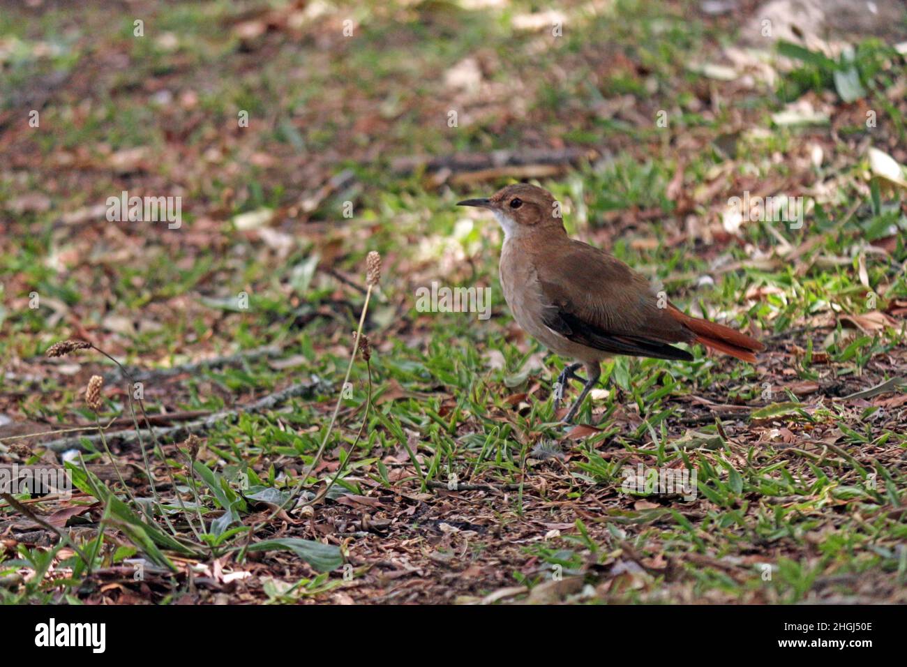 Die Orangendrossel (Turdus rufidentris), die im Gras in der Nähe der Bäume läuft. Es stellt die brasilianische ornithologische Fauna dar und gilt als sym Stockfoto