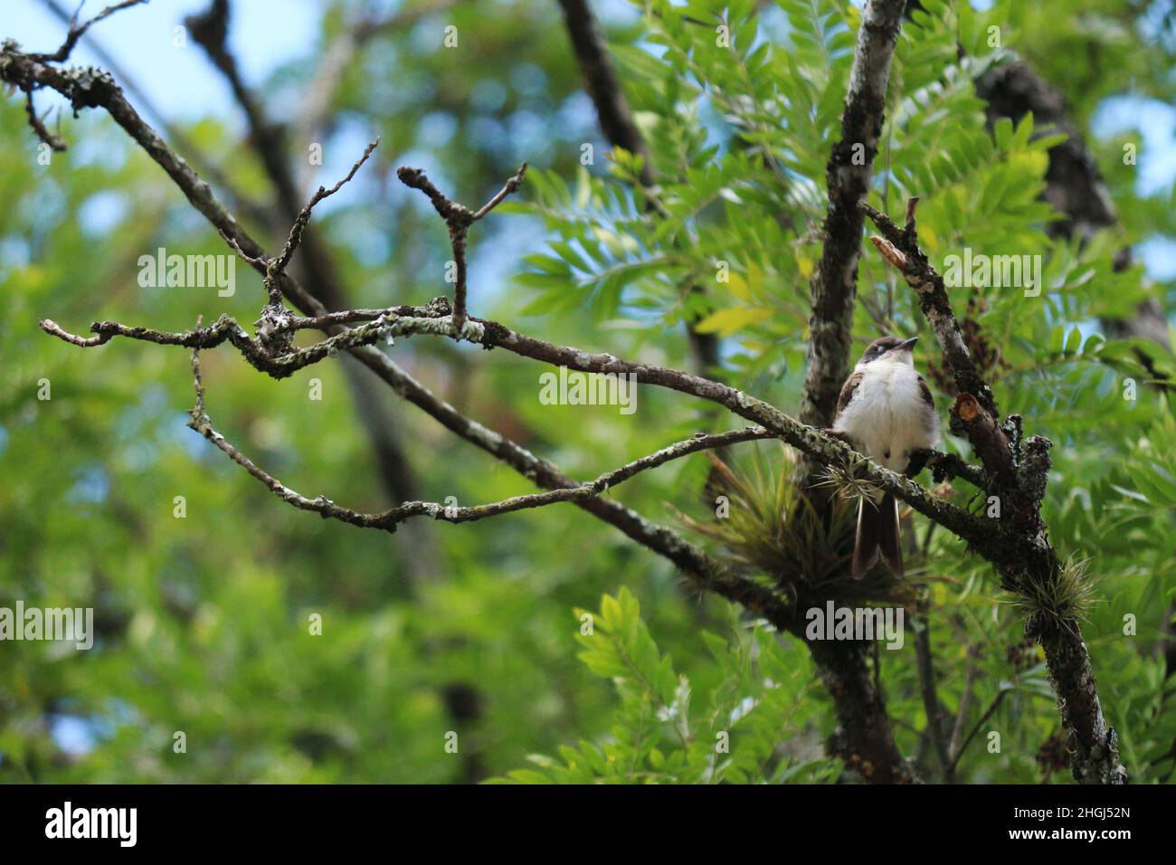 Kleiner Vogel, der auf einem Ast thront. Eine Pause von Ihren ständigen Flügen in der Natur. Stockfoto