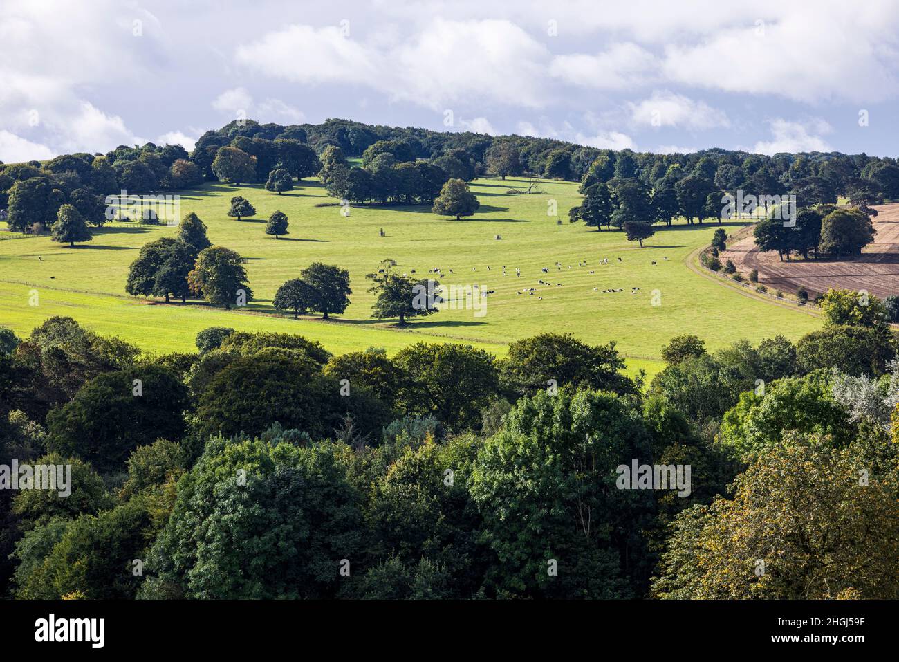 Grüne Felder und sanfte Hügel, Landschaft im September Sonnenschein in der Nähe von Wakefield, Yorkshire, England, Großbritannien Stockfoto