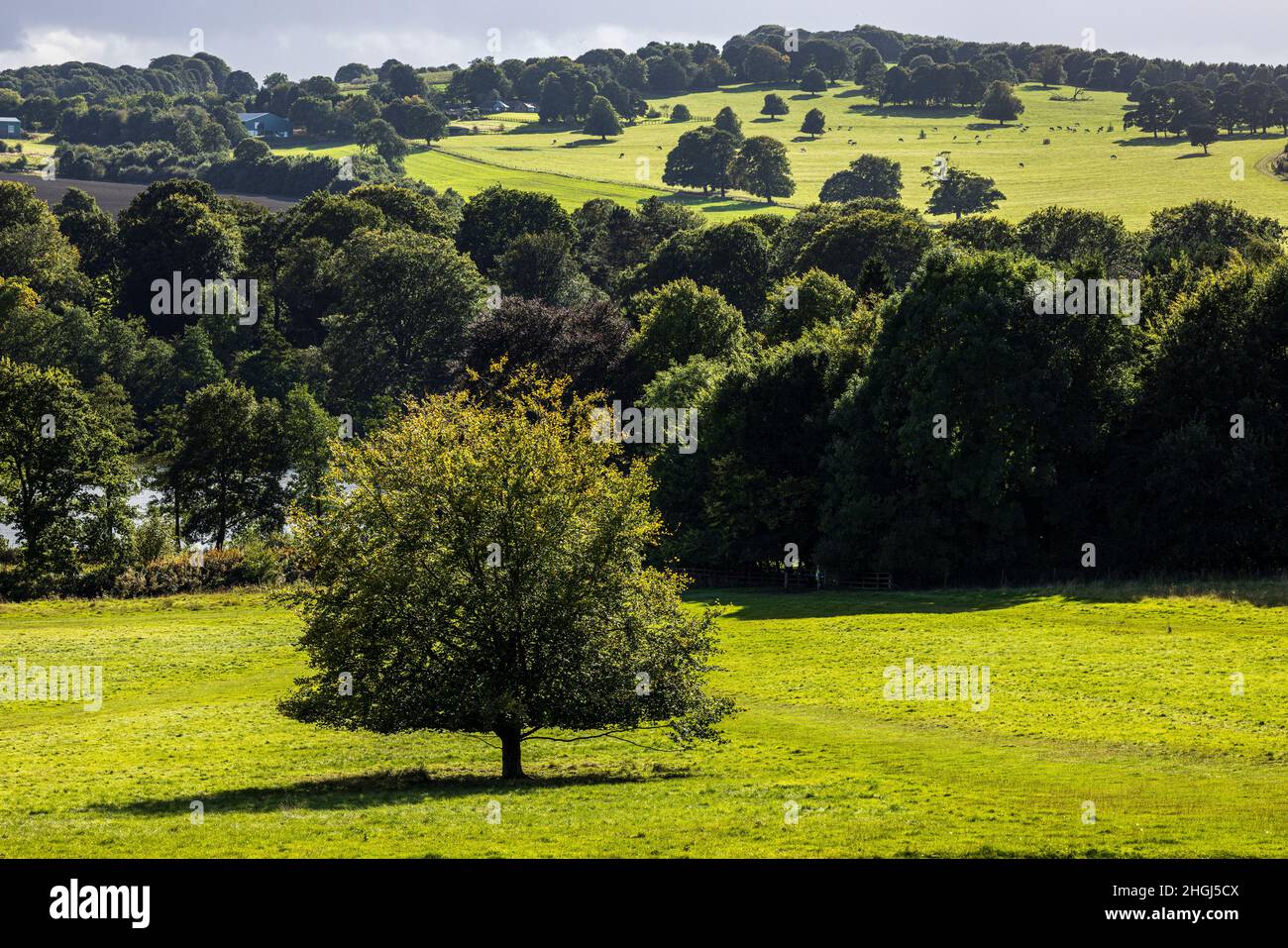 Grüne Felder und sanfte Hügel, Landschaft im September Sonnenschein in der Nähe von Wakefield, Yorkshire, England, Großbritannien Stockfoto