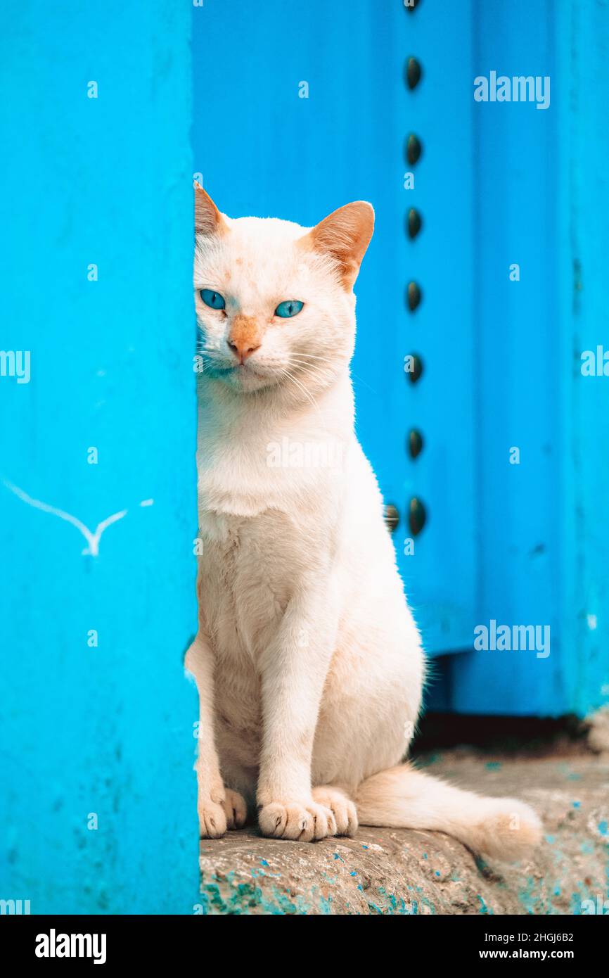 Eine weiße Katze Stockfoto
