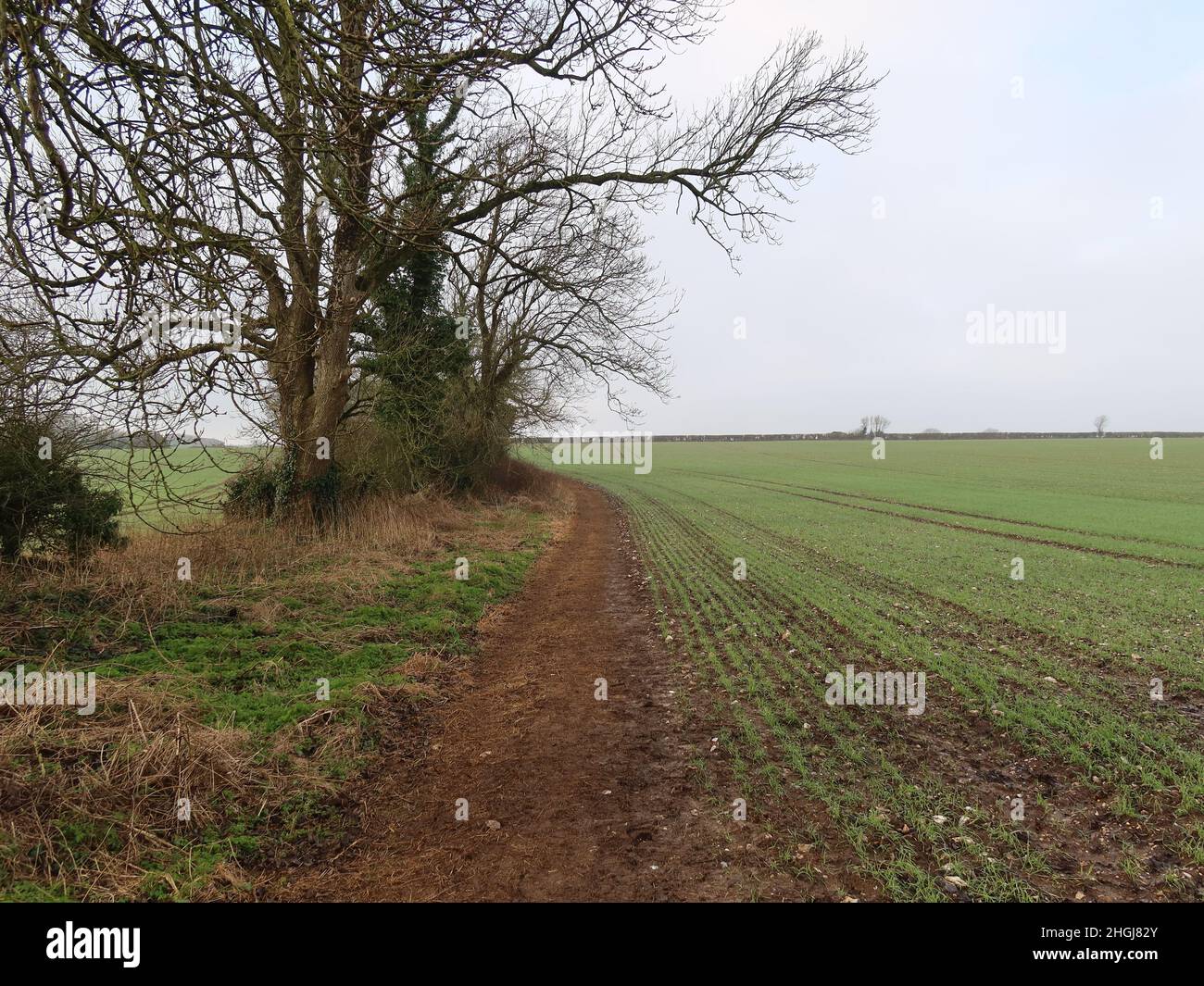 Öffentlicher Fußweg entlang eines Feldes, das mit einer Ernte in der Nähe von Martinstown, Dorchester Dorset, bepflanzt ist Stockfoto