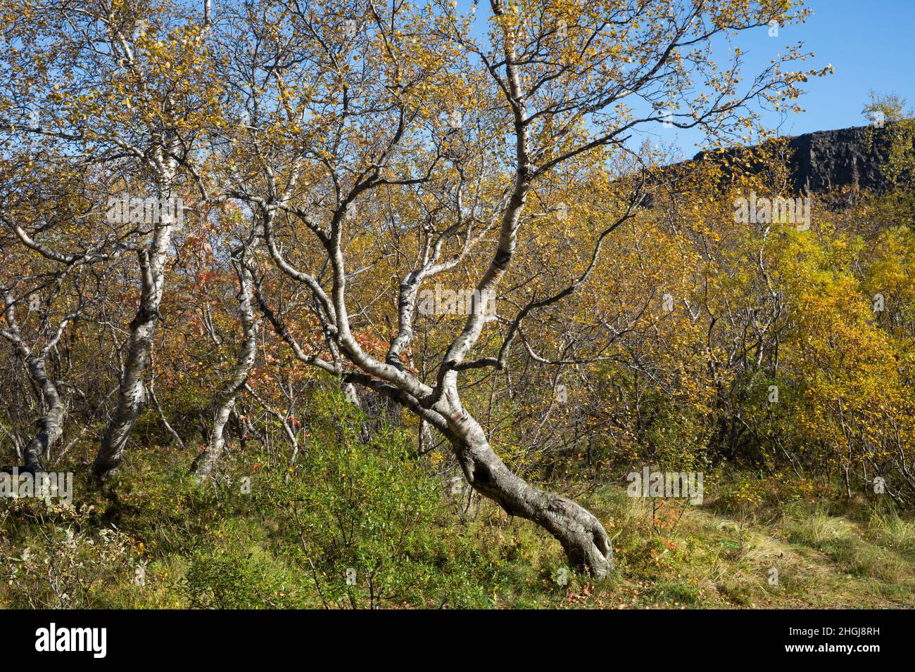 Moor-Birke, Herbstfärbung, herbstlich, Herbstlaub, Moorbirke, Haar-Birke, Besen-Birke, Behaarte Birke, Betula pubescens, syn. Betula alba, flauschige Birke Stockfoto