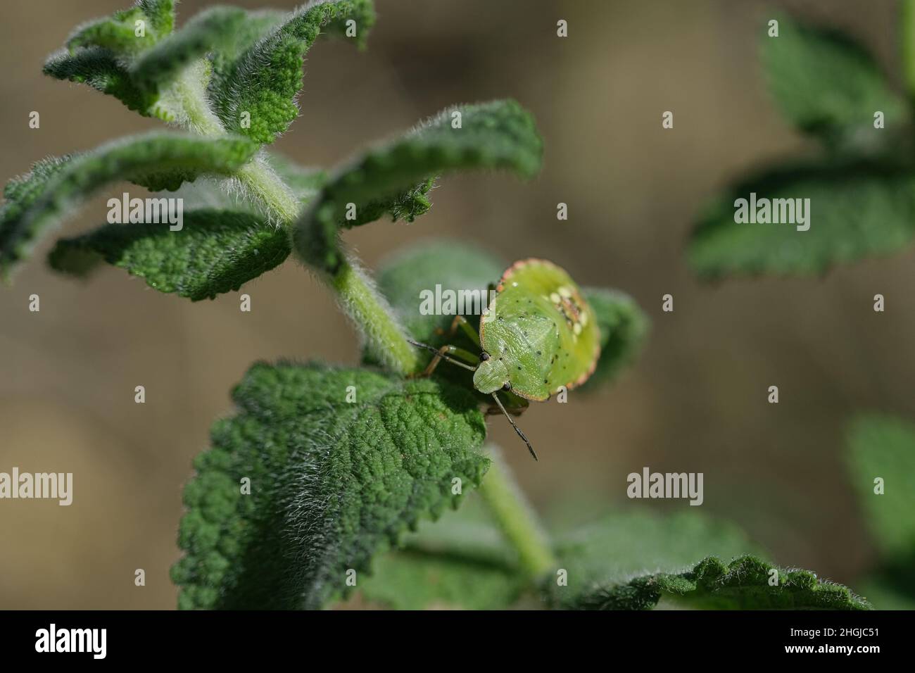 Palomena Prasina Insekt Insekten leben auf Frühling Pflanzen Ökosystem, Tier Tierwelt Stockfoto