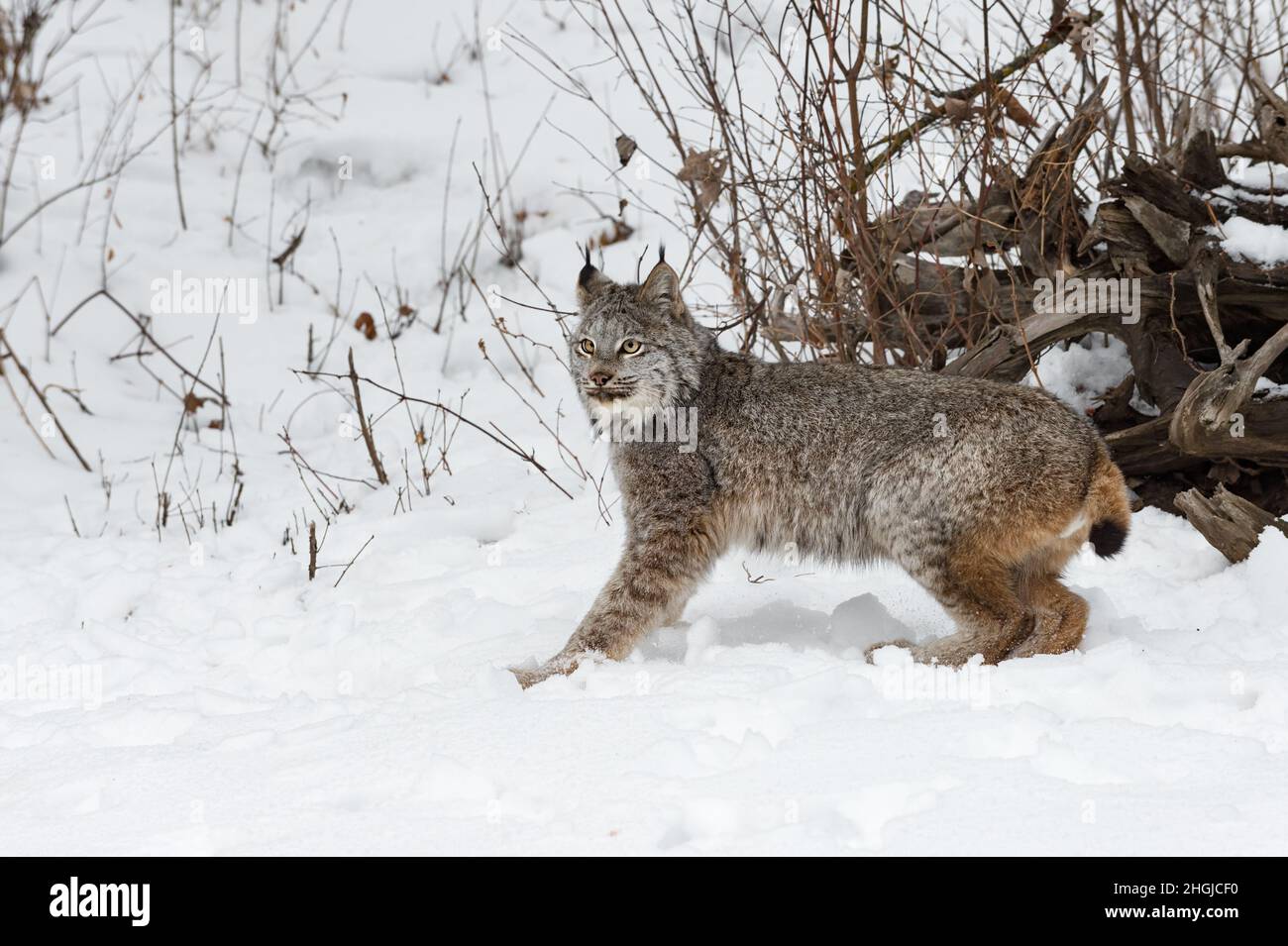 Kanadischer Lynx (Lynx canadensis) hört auf, Winter zu hören - Gefangenes Tier Stockfoto