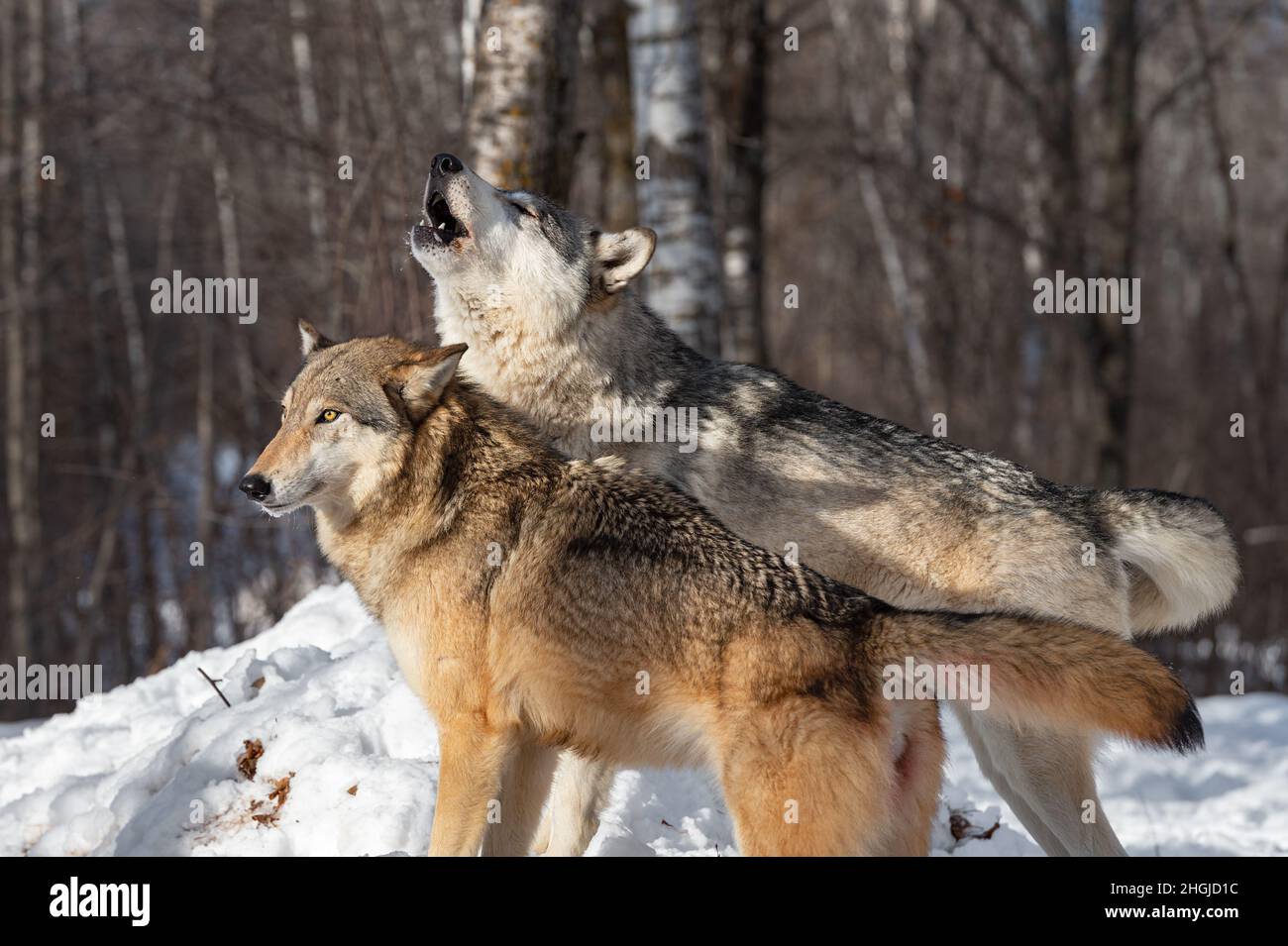 Grauer Wolf (Canis lupus) steht neben Packmate Howling Winter - Gefangene Tiere Stockfoto
