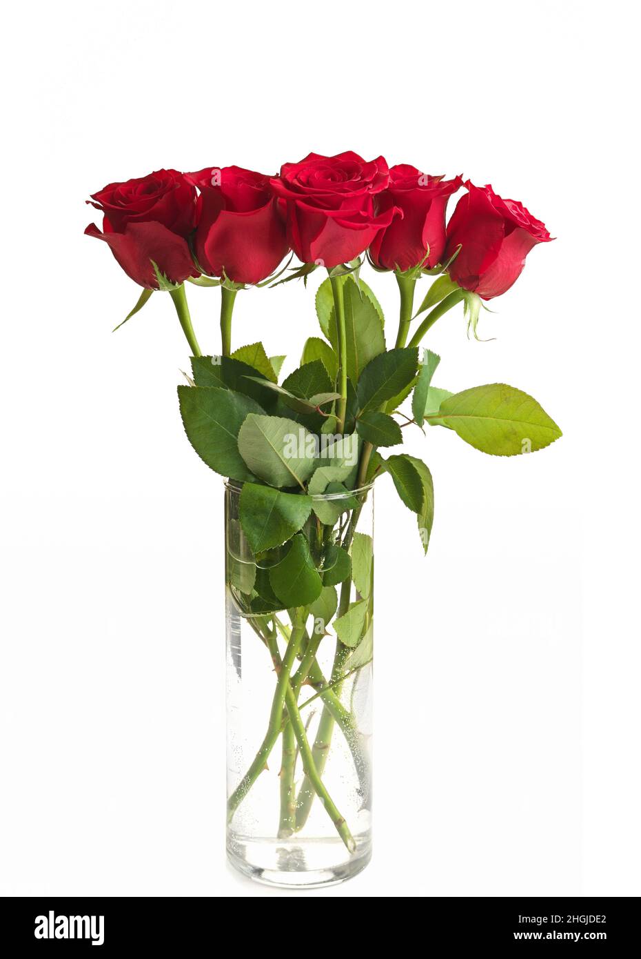 Strauß roter Rosen in einer durchsichtigen Glasvase isoliert auf einem weißen Hintergrund. Hochwertige Studiofotos Stockfoto