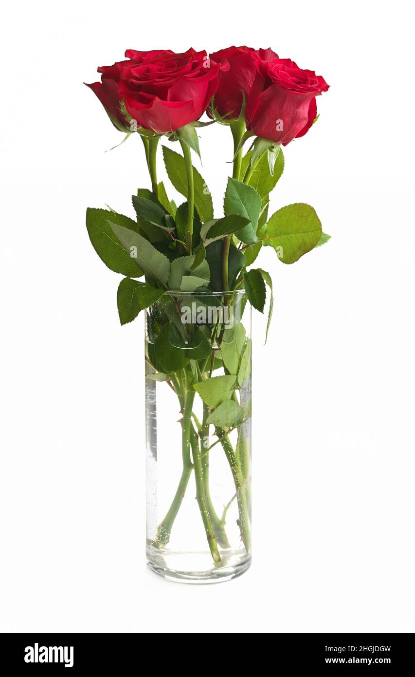 Strauß roter Rosen in einer durchsichtigen Glasvase isoliert auf einem weißen Hintergrund. Hochwertige Studiofotos Stockfoto