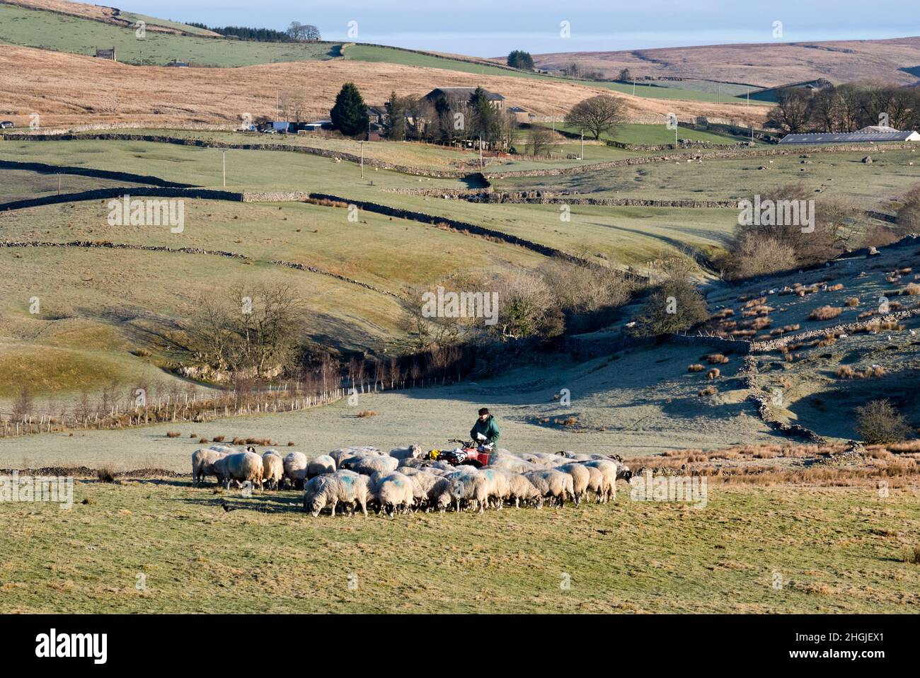 Ein Landwirt gibt Winterfutter an seine Swaledale-Schafe, Gauber, in der Nähe von Ribblehead, Ribblesdale, Yorkshire Dales National Park, Großbritannien Stockfoto