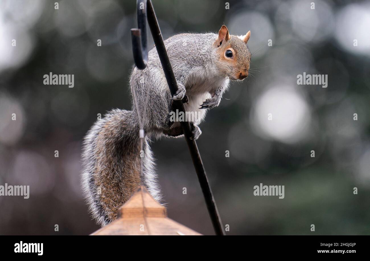 Ein Gartenhörnchen klettert einen Stock, um zu einem Vogelfutterhäuschen zu gelangen Stockfoto