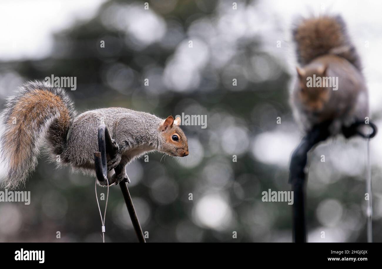 Eichhörnchen dringen in die Vogelfutterhäuschen im Hinterhof ein Stockfoto